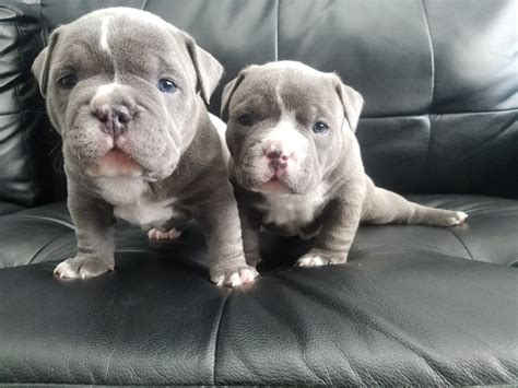 As Manmade Kennels, we strive to produce the finest American bully puppies for sale for individuals and families. . Pocket pitbulls for sale